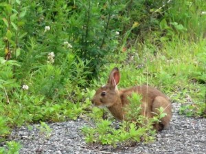 野ウサギ