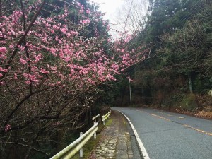 箱根旧街道の桜